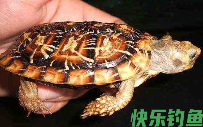 饼干龟