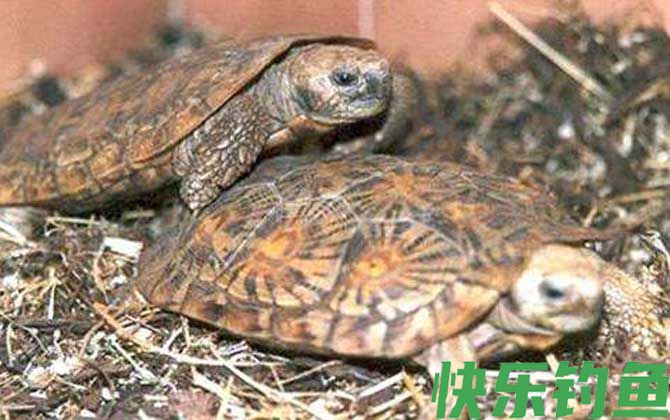 饼干龟