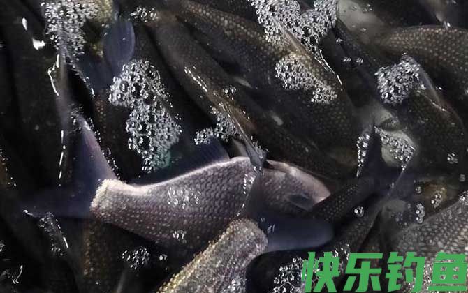 武昌鱼