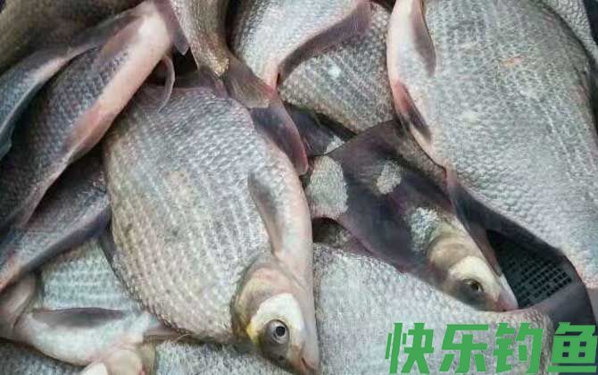 武昌鱼