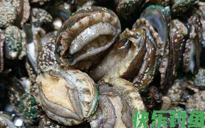 鲍鱼