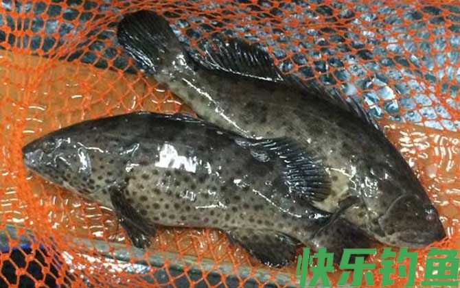 石斑鱼