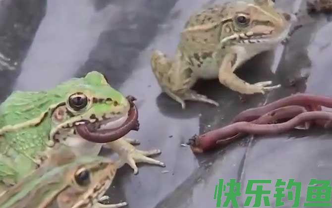 青蛙