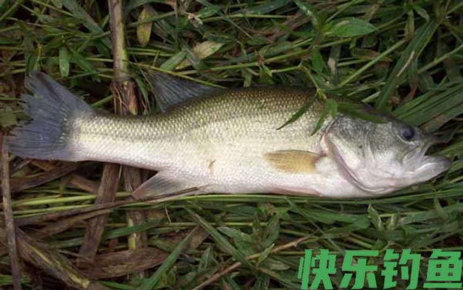 鲈鱼
