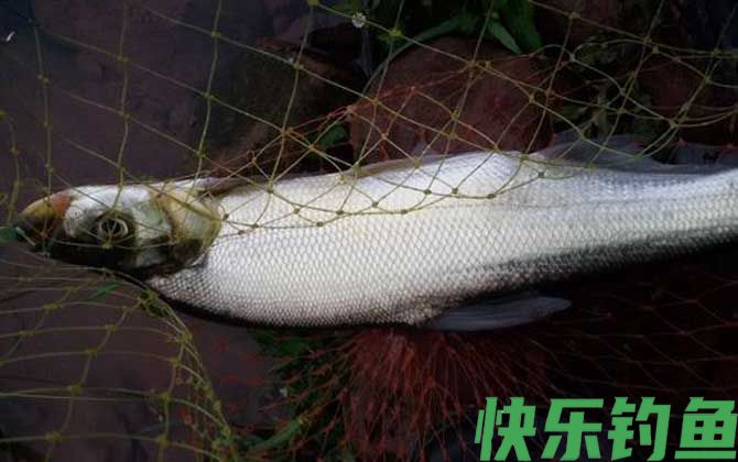 翘嘴鱼