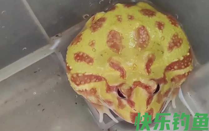 黄金角蛙
