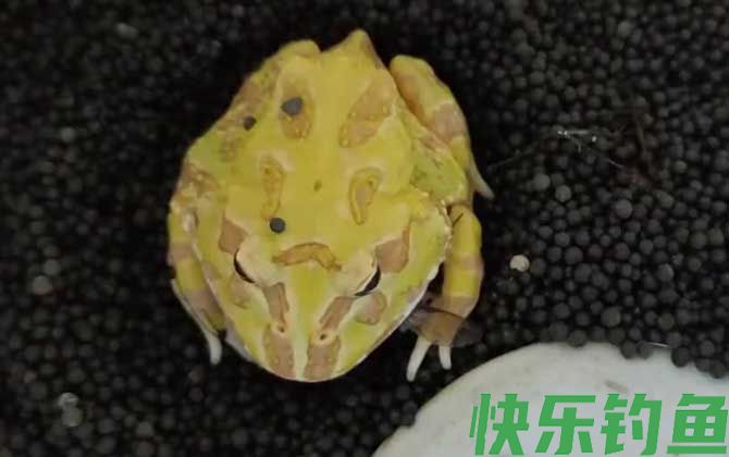 黄金角蛙