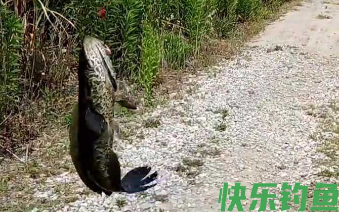 蛇头鱼