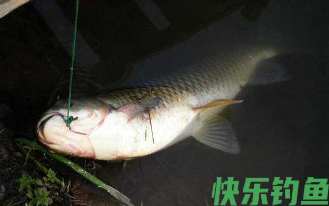 鱼