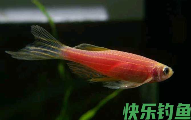 斑马鱼