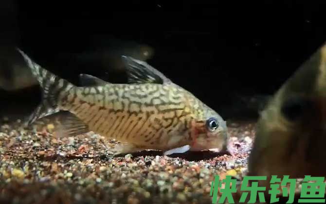鼠鱼