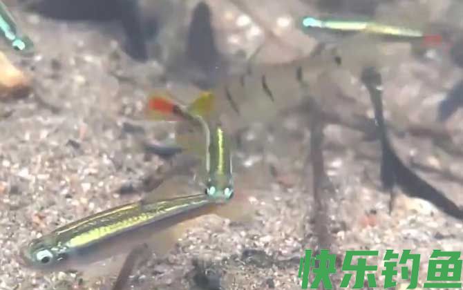 唐鱼