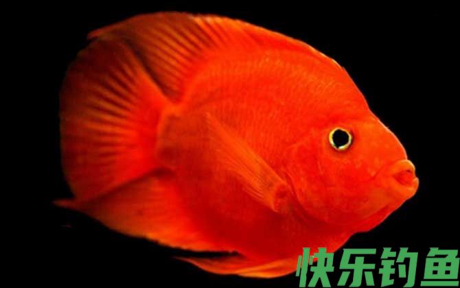 血鹦鹉