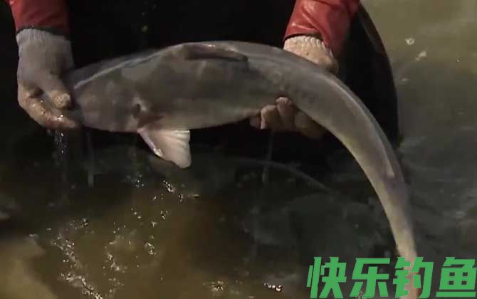 长吻鮠