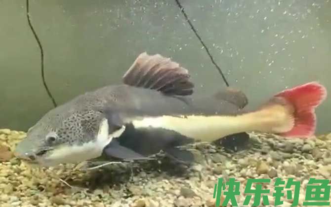 招财猫鱼可以冷水养吗(图1) 招财猫鱼可以冷水养吗(图1)