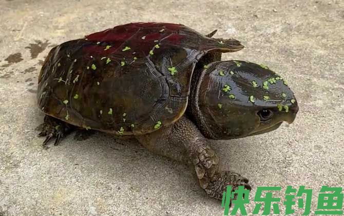 乌龟的生活习性及特点(图1)
