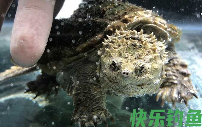 乌龟的生活习性及特点(图3)