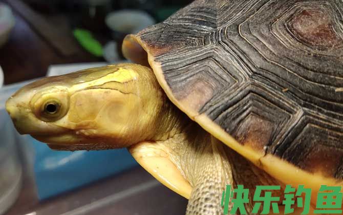 乌龟的生活习性及特点(图4)