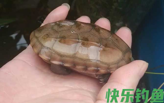 乌龟烂甲病怎么治疗(图3)