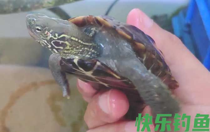 乌龟烂甲病怎么治疗(图1)