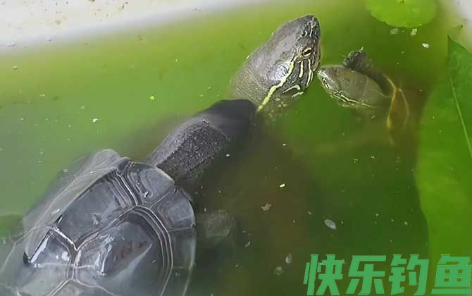 乌龟烂甲病怎么治疗(图2)
