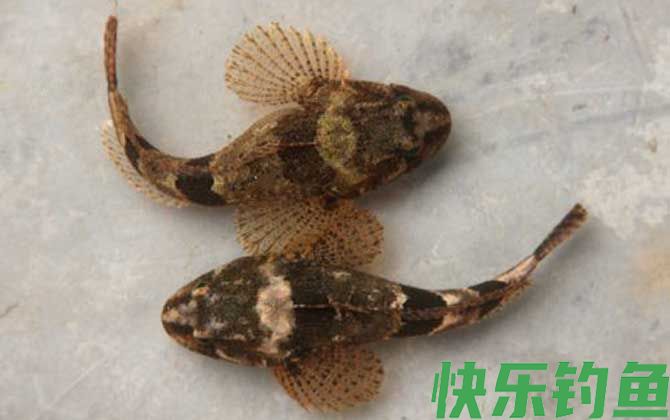 松江鲈鱼是什么鱼(图1) 松江鲈鱼是什么鱼(图1)