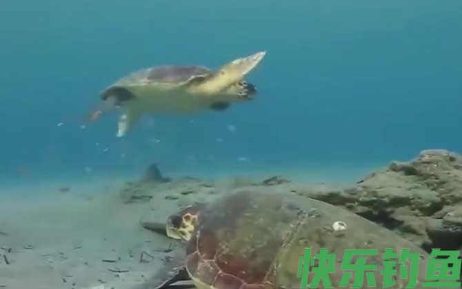 海龟的最大寿命有多长(图1) 海龟的最大寿命有多长(图1)