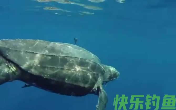 海龟的最大寿命有多长(图3) 海龟的最大寿命有多长(图3)