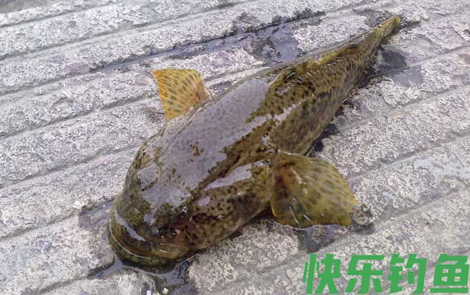 松江鲈鱼是什么鱼(图3) 松江鲈鱼是什么鱼(图3)