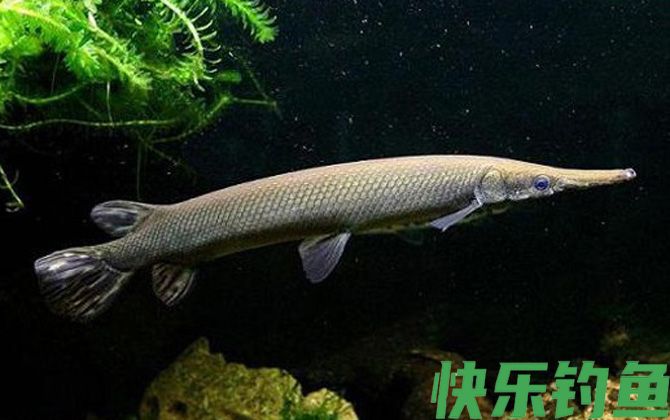 鳄雀鳝是什么鱼(图1) 鳄雀鳝是什么鱼(图1)