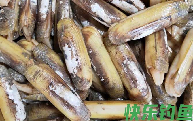 蛏子为什么撒盐就出来(图1)