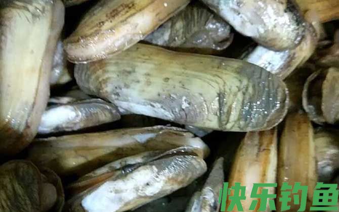 蛏子为什么撒盐就出来(图2)