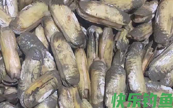 蛏子为什么撒盐就出来(图3)