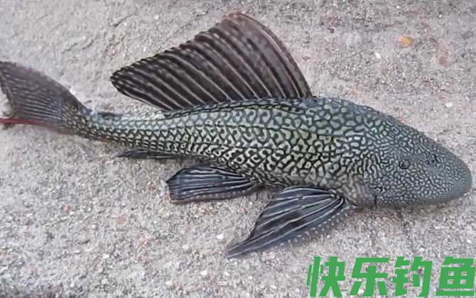 清道夫鱼吃什么食物(图2) 清道夫鱼吃什么食物(图2)