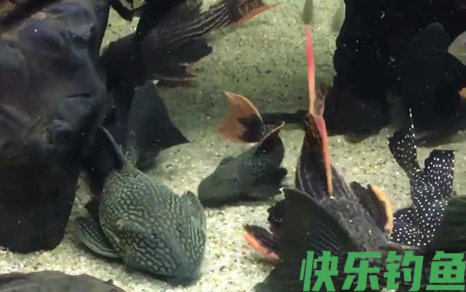 清道夫鱼吃什么食物(图1) 清道夫鱼吃什么食物(图1)