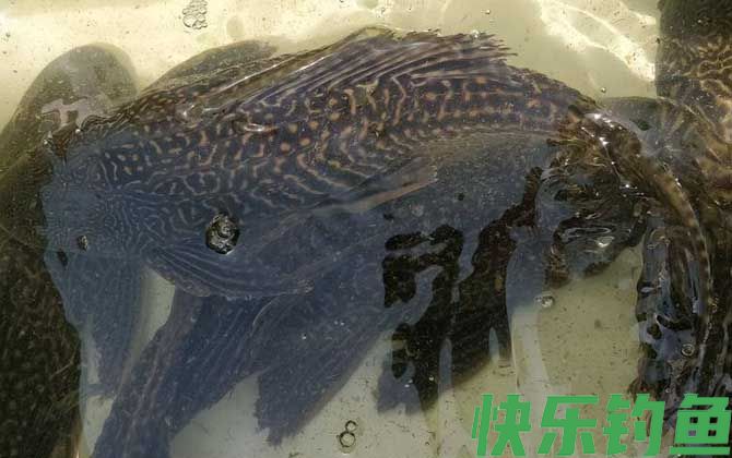 清道夫鱼吃什么食物(图4) 清道夫鱼吃什么食物(图4)
