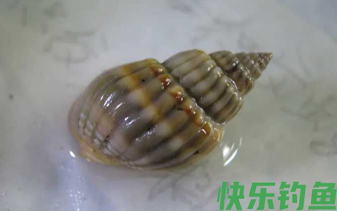 乌螺是什么螺(图2)
