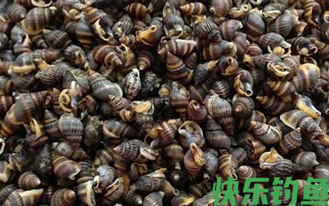 乌螺是什么螺(图4)