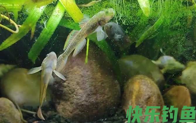 虾虎鱼吃什么食物(图1) 虾虎鱼吃什么食物(图1)