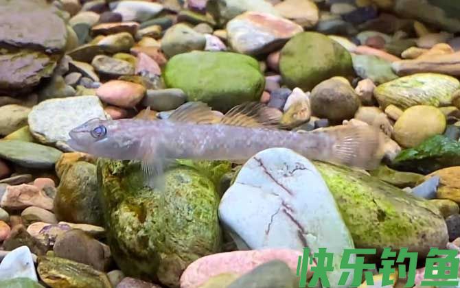 虾虎鱼吃什么食物(图2) 虾虎鱼吃什么食物(图2)