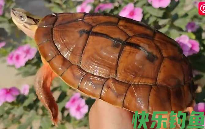 金头闭壳龟是什么龟(图3)