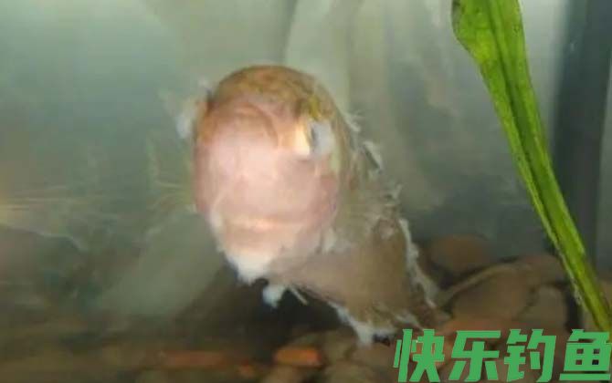 水霉病的症状及防治方法(图2) 水霉病的症状及防治方法(图2)