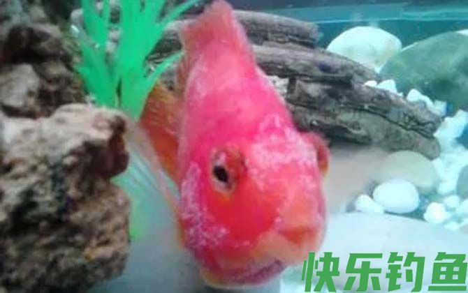 水霉病的症状及防治方法(图4) 水霉病的症状及防治方法(图4)