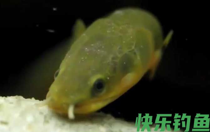 草绳恐龙鱼是什么鱼(图1) 草绳恐龙鱼是什么鱼(图1)