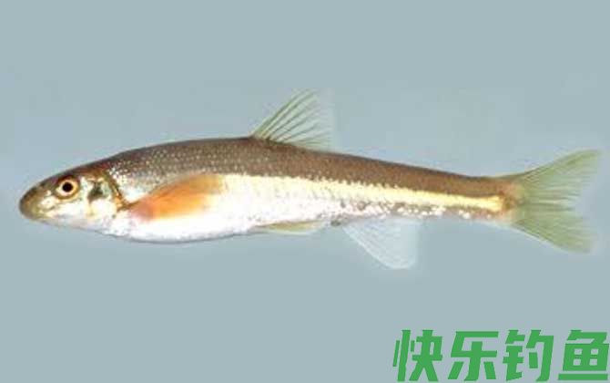 鳤鱼是什么鱼(图1) 鳤鱼是什么鱼(图1)