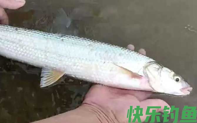 鳤鱼是什么鱼(图4) 鳤鱼是什么鱼(图4)